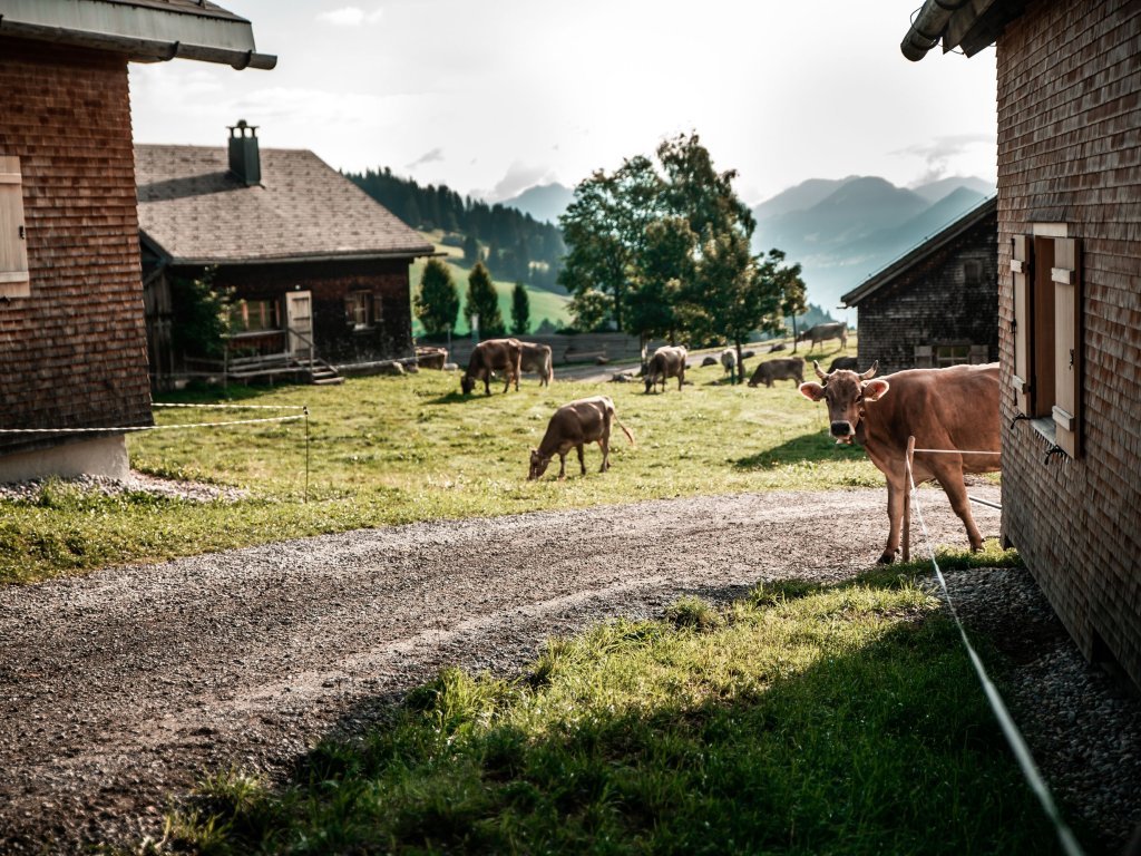 Wandern am Bödele in Dornbirn