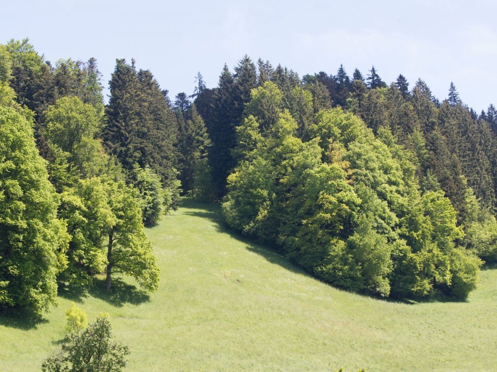 Themenweg Rotenberg-Wald in Lingenau