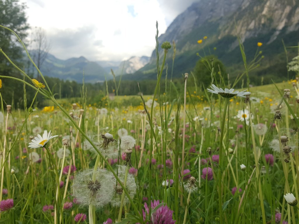 Engevorsäß Mellau