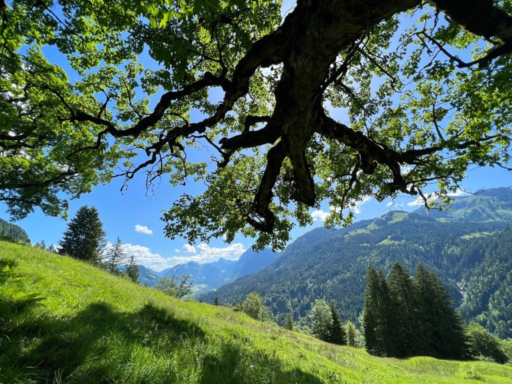 Bergahorn auf der Waldalpe