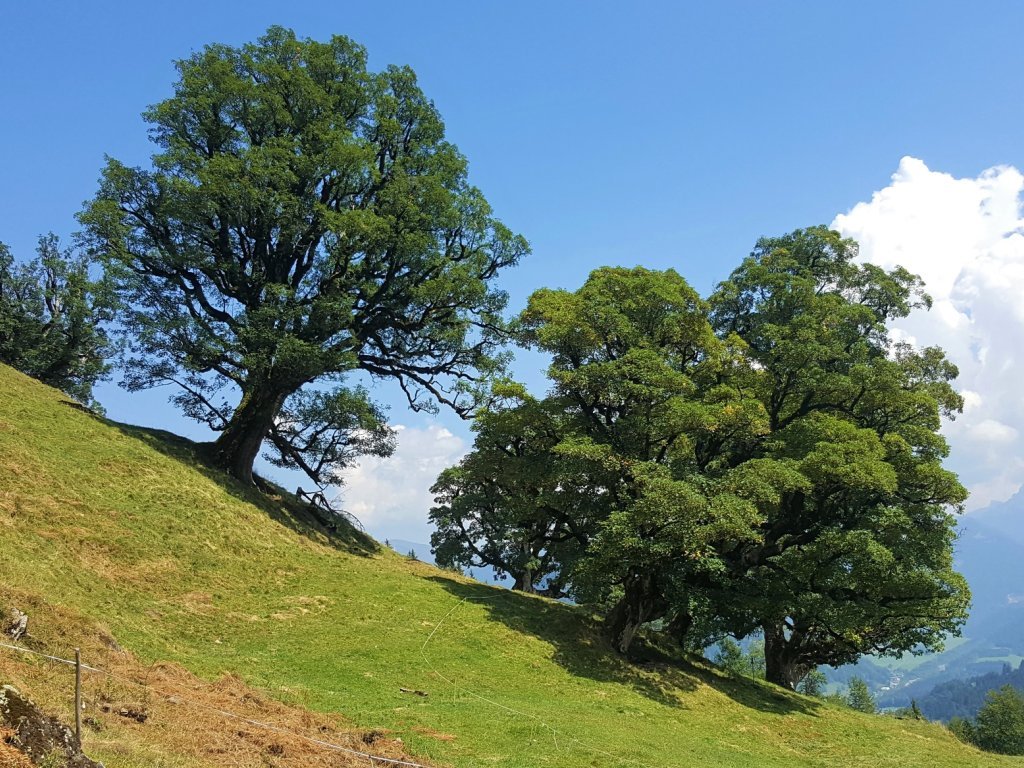 Bergahorn auf der Waldalpe