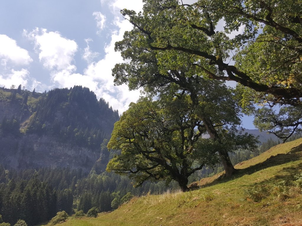 Schöne Bergahorn im Mellental