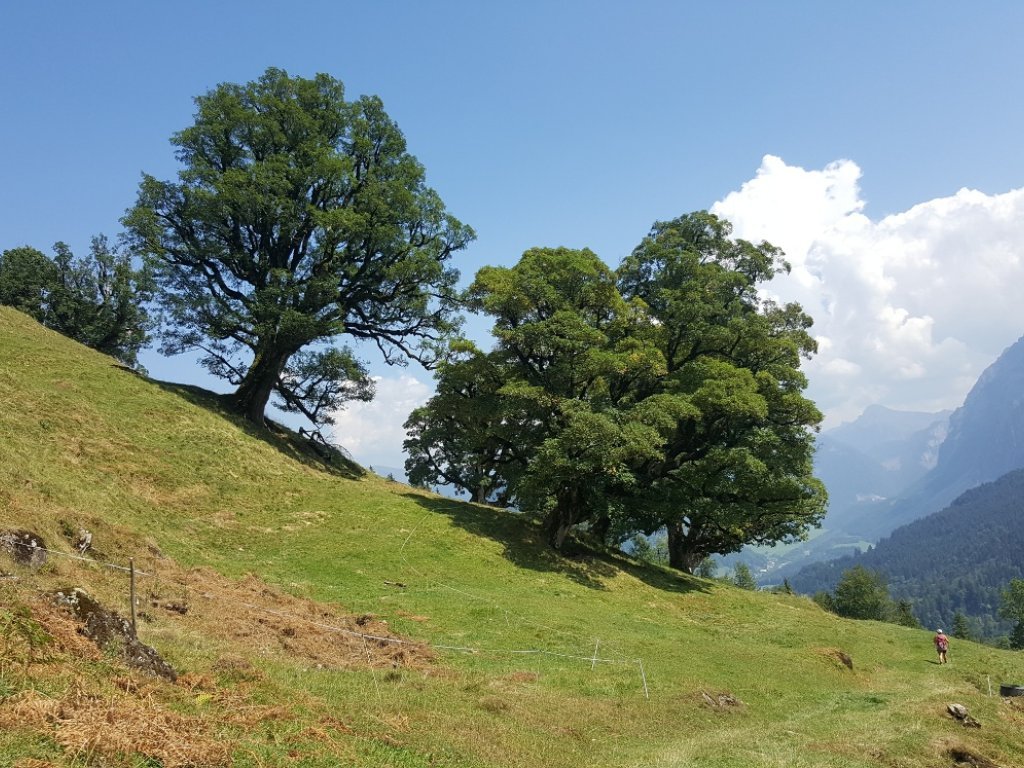 Bergahorn im Mellental