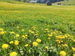 Alpe Rüschere Bizau